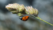 Seven spot ladybird (Coccinella septempunctata)