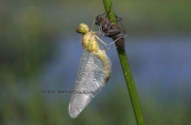 Dragonfly at lake Kerkini