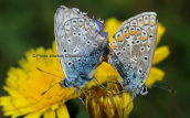 Butterflies at Muses plateau