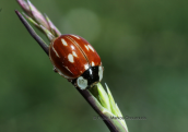 Striped Ladybird (Myzia oblongoguttata) at Smolikas mountain