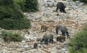 Wild pigs (Sus scrofa) at Parnitha mountain