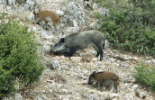 Wild pigs (Sus scrofa) at Parnitha mountain