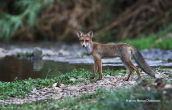 Red fox (Vulpes vulpes) at Kifisos river(Athens)