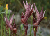 Orchid (Serapias bergonii) at Oropos (Attica)