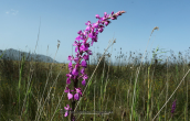 Anacamptis elegans at Evia island