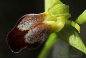 Ophrys fusca at Parnitha mountain