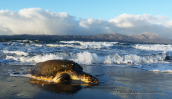 Dead loggerhead Turtle (Caretta caretta) at Oropos lagoon