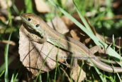 Lizard (Lacerta sp.) at Rodopi mountain