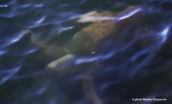 Loggerhead sea turtle (Caretta caretta)