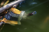 Pont slider (Trachemys scripta)