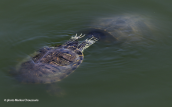 Pont sliders (Trachemys scripta) flirting at park at Athens