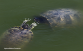 Pont sliders (Trachemys scripta) flirting at park at Athens