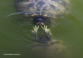 Pont sliders (Trachemys scripta) flirting at park at Athens