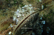 Noble pen shell (Pinna nobilis)