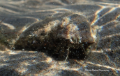 Hermit crab (Eupagurus bernhardus)