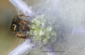 Jumping spider (salticidae) on Eryngium creticum