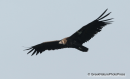 Μαυρογυπας - Black vulture - Aegypius monachus