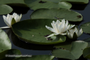 Νουφαρο - Water lily - Nymphaea alba