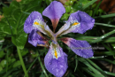 Ιριδα (unguicularis) - Iris unguicularis - Iris unguicularis
