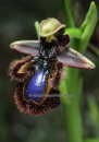 Ophrys speculum - Ophrys speculum - Ophrys speculum
