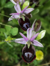 Ophrys ferrum-equinum - Ophrys ferrum-equinum - Ophrys ferrum-equinum