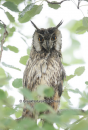 Νανομπουφος - Long-eared owl - Asio otus