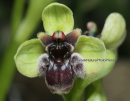 Ophrys bombyliflora - Ophrys bombyliflora - Ophrys bombyliflora