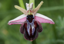 Ophrys spruneri - Ophrys spruneri - Ophrys spruneri