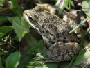 Ελληνικός Βαλτοβάτραχος - Greek marsh frog - Pelophylax kurtmuelleri