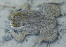 Κιτρινοβομβινα - Yellow-bellied toad - Bombina variegata