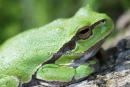 Δενδροβατραχος - European tree frog - Hyla arborea
