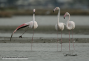 Φοινικοπτερο - Greater flamingo - Phoenicopterus ruber
