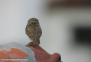 Κουκουβαγια - Little owl - Athene noctua
