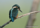 Αλκυονα - Kingfisher - Alcedo atthis