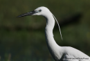 Λευκοτσικνιας - Little egret - Egretta garzetta