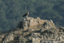 Βασιλαετος - Imperial eagle - Aquila heliaca