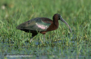 Χαλκοκοτα - Glossy ibis - Plegadis falcinellus