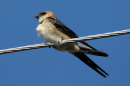 Μιλτοχελιδονο - Red-rumped swallow - Hirundo daurica