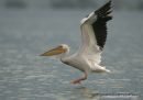 Ροδοπελεκανος - White pelican - Pelacanus onocrotalus