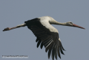 Πελαργος - White stork - Ciconia ciconia