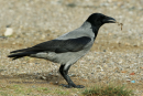 Σταχτοκουρουνα - Hooded crow - Corvus corone