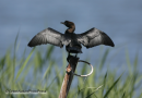 Λαγγονα - Pygmy cormorant - Phalacrocorax pygmeus