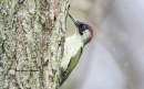 Πρασινος δρυοκολαπτης - Green woodpecker - Picus viridis