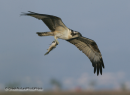 Ψαραετος - Osprey - Pandion haliaetus