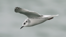 Νανογλαρος - Little gull - Larus minutus