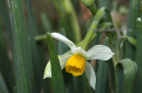 Ναρκισσος - bunchflower daffodil - Narcissus tazetta