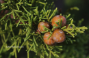 Juniperus phoenicea - Juniperus phoenicea - Juniperus phoenicea