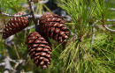 Χαλεπιος πευκη - Pinus halepensis - Pinus halepensis