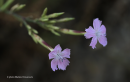 Διανθος (Dianthus fruticosus) - Dianthus fruticosus - Dianthus fruticosus