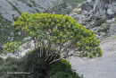 Euphorbia dendroides - Euphorbia dendroides - Euphorbia dendroides